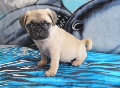 Pug Puppies Purebred CKC Registered $500.00 up