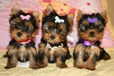 cute Yorkie puppies for Adoption