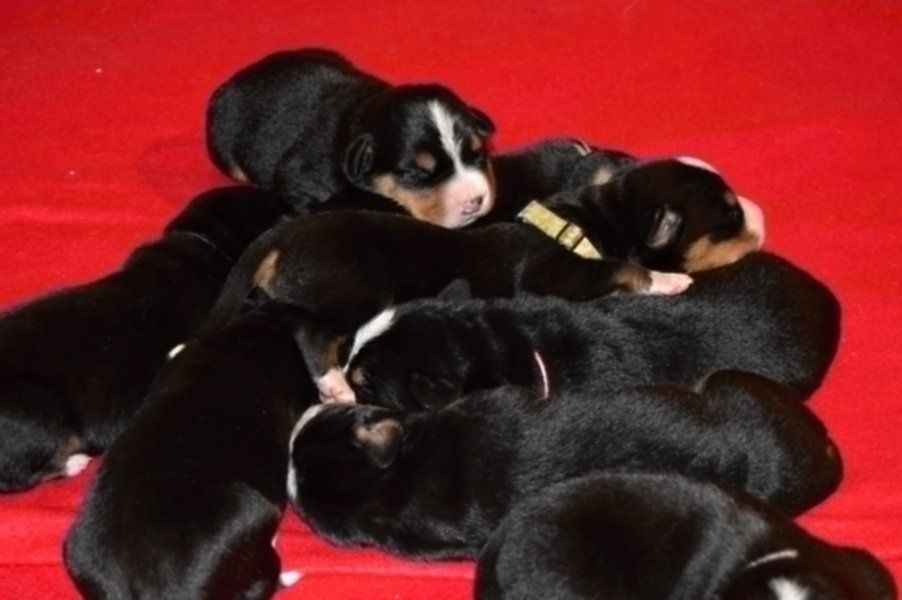 Greater Swiss Mountain Dog - FCI pedigree