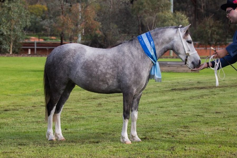 Judaroo Polka-308/920/8277