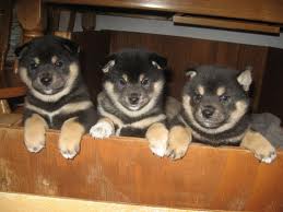 cutes shiba inu puppies for a new home