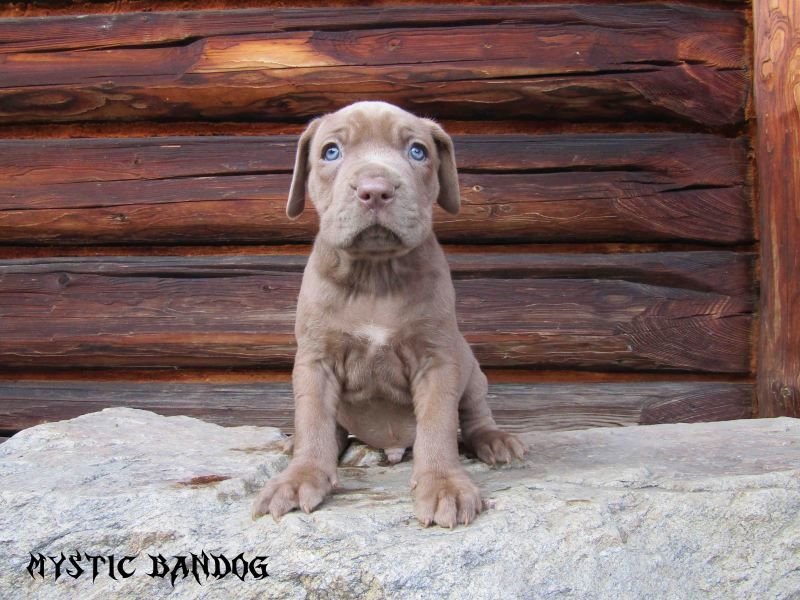 American Bandogge Mastiff