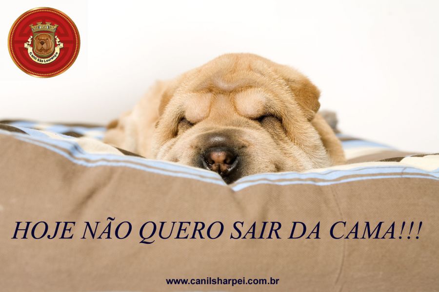  Sharpei puppies - BRAZIL