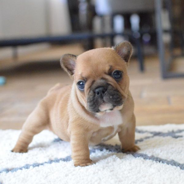 French Bulldog Puppies For Sale | https://sunshineteacuppuppieshome.com/