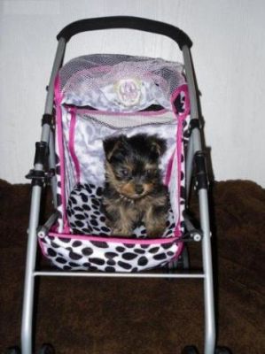 Cute And Adorable male And Female Teacup Yorkie Puppies