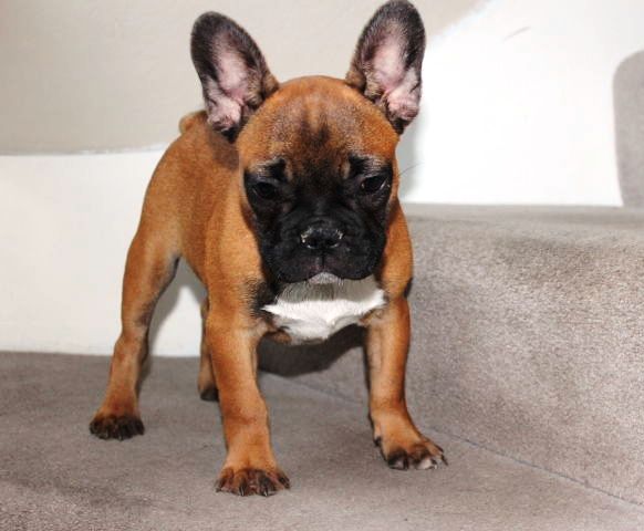 Beautiful 8week female French bulldog