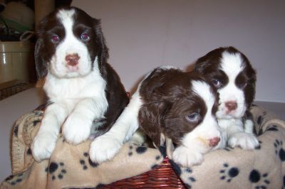 English Springer Spaniels