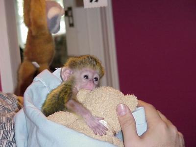  Healthy charming capuchin monkeys for adoption 
