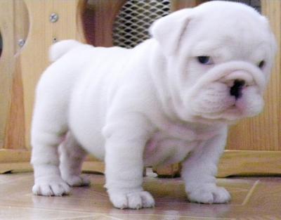 Healthy english bulldog puppies for adoption