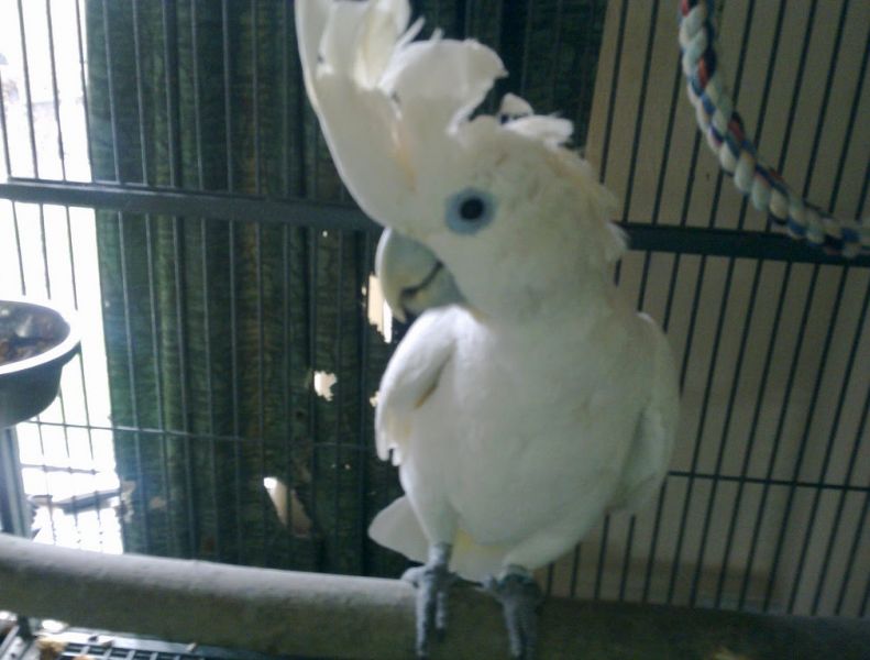  Amazing Talking Ducorp Cockatoo 