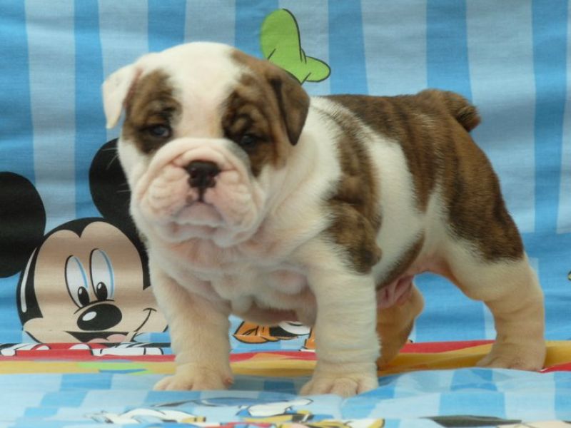 OKalakilako English Bulldog Puppies