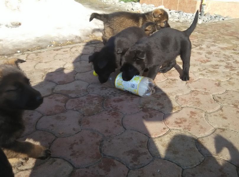 Puppies German Shepherd Dog for sale