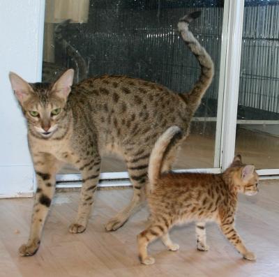Home raised Serval and F1 savannah for sale