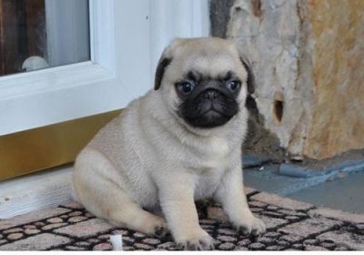 Crate Trained Pug Puppies For Sale