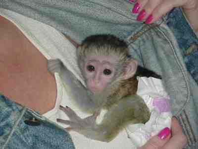 Registered male and female capuchin monkeys for adoption