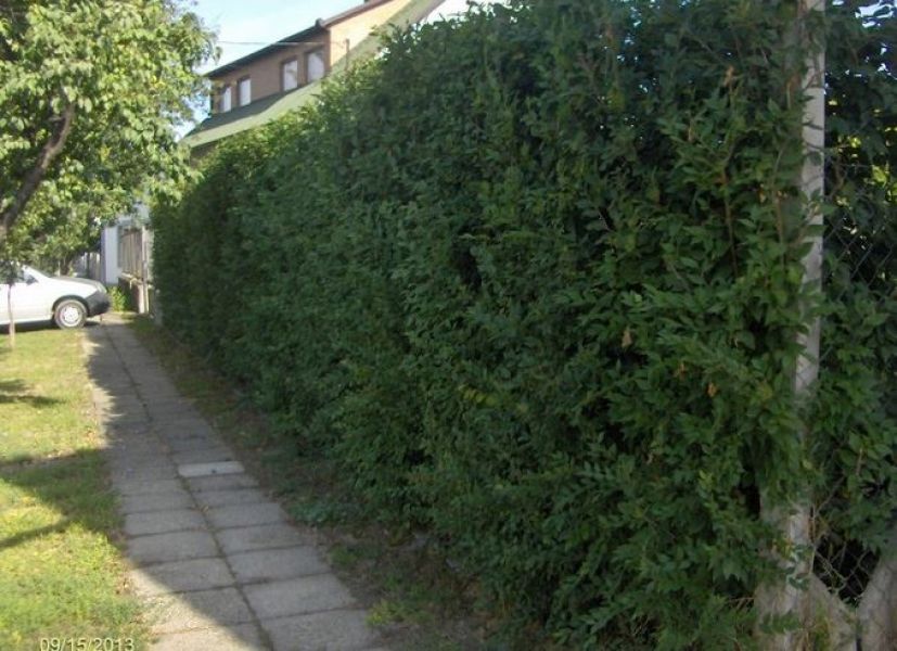 Privacy Hedges for Sale