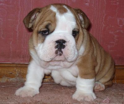 Extremely Cute Male And Female English Bulldog for sale contact miranda.kacy@yahoo.com