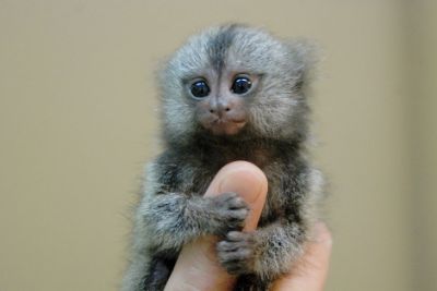 baby marmoset monkey for a new home