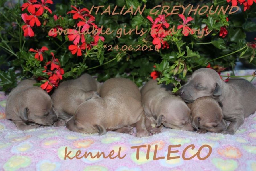 Italian Greyhound beautiful puppies with pedigree