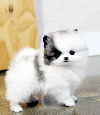 Elegant Teacup Pomeranian Pups Available