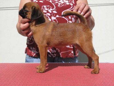 Petit Brabancon puppies with pedigree