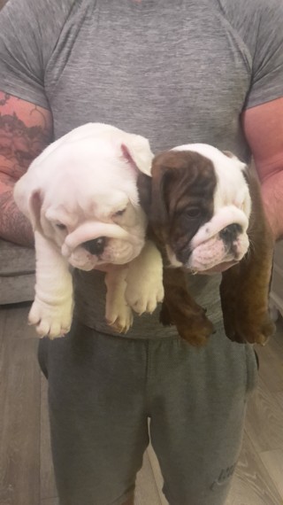 Two English bulldog puppies