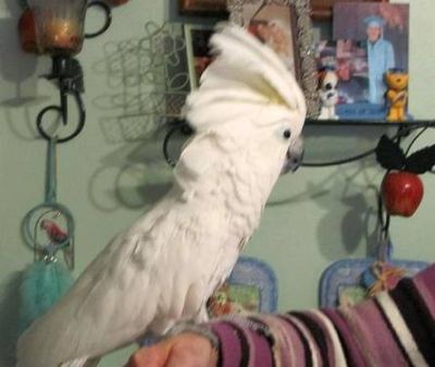 Cute and lovely cockatoo parrot for adoption