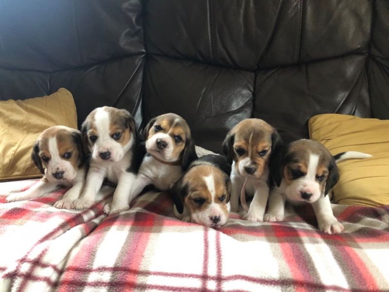 Lovely Beagle Puppies.