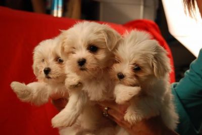 fascinating male and femnale maltese pupies for sale