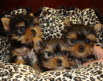 Males and Females Yorkie Puppies For Adoption.
