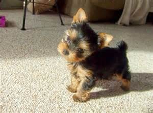 Cute yorkie puppies for adoption text 901-618-0359
