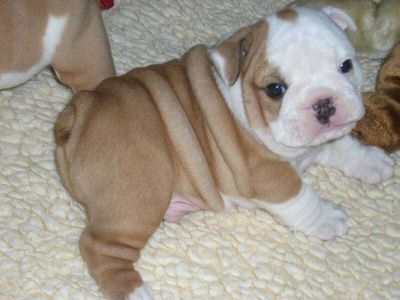 Free Adorable English Bulldog Puppies For Adoption