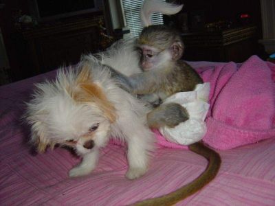 Super cute and potty train capuchin monkeys for adoption