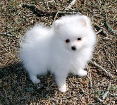 Valentines Day Male Female Teacup Pomeranian Puppies For Adoption 