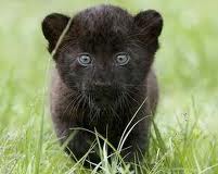 BLACK JAGUAR CUBS FOR SALE