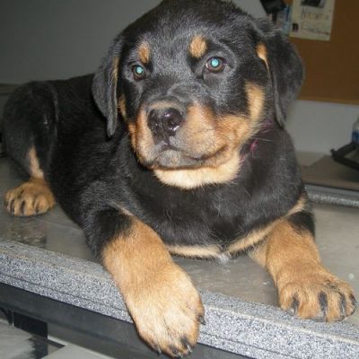 Healthy Rottweiler Puppies for Rehoming