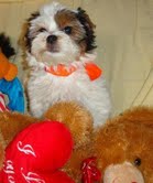 Excellent Teacup Yorkie Puppies For Free Adoption