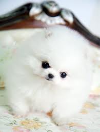 Pomeranian puppies for sale call/text (972) 449-4650