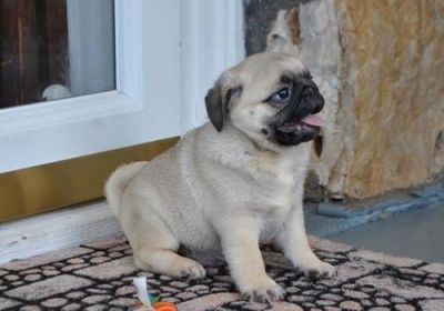 Crate Trained Pug Puppies For Sale