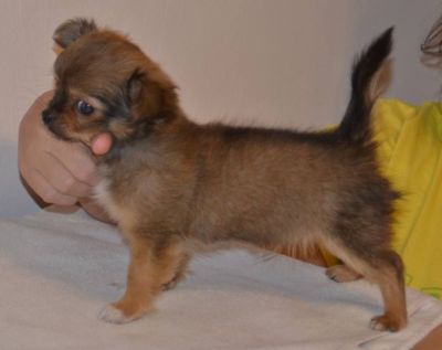 Chihuahua longhaired male puppy with pedigree