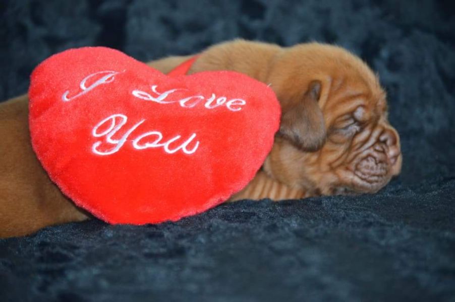 Dogue de Bordeaux luxury puppies with FCI registration