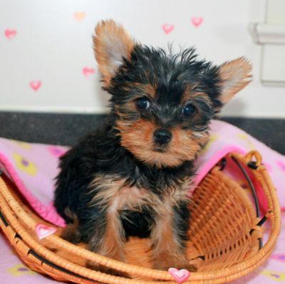 T-Cup Yorkie Puppies Needing A New Home