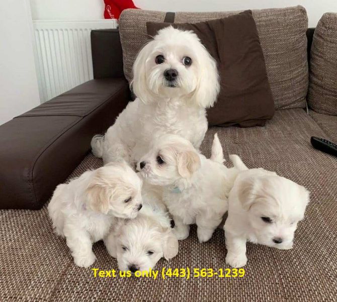 Maltese puppies for sale Text (443) 563-1239