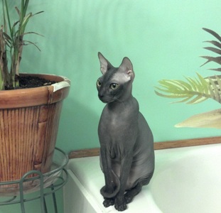 HAIRLESS Don Sphynx and Peterbald KITTENS
