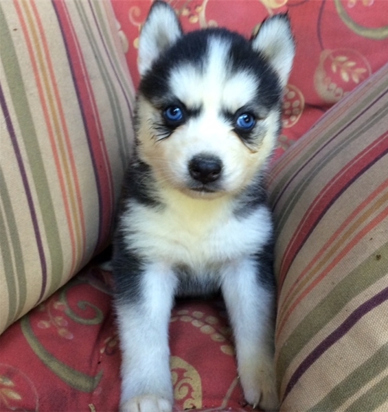 Trained Blue Eyes Siberian Husky Puppies 