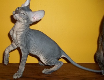 HAIRLESS Don Spyhnx and Peterbald KITTENS