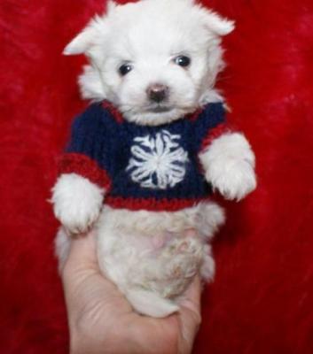  nice maltese puppies for sale 