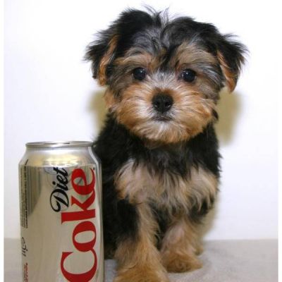 X-mas Capuchin Monkeys for adoption