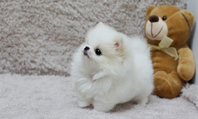 White teacup pomeranian puppies
