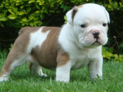 Healthy english bulldog puppies for adoption